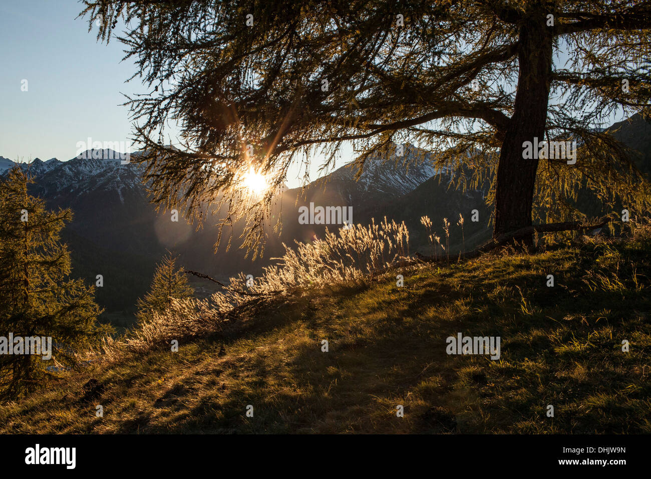 Yellow larch trees in autumn, Engadin, Graubuenden, Grisons, Switzerland, Europe Stock Photo