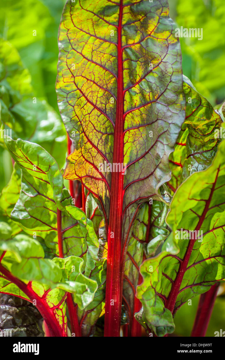 Beet leaf hires stock photography and images Alamy