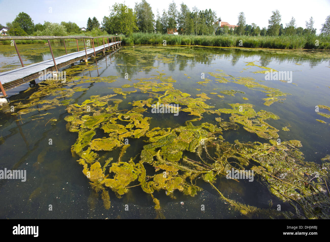 algae pollution in lake Stock Photo