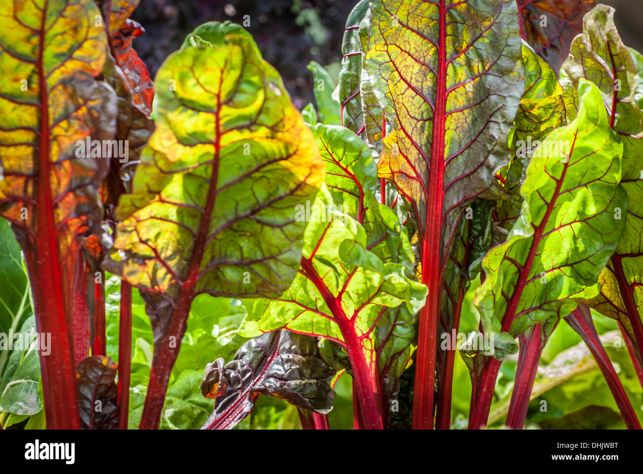 Close detail of home grown beet leaf swiss chard backlit with sunlight