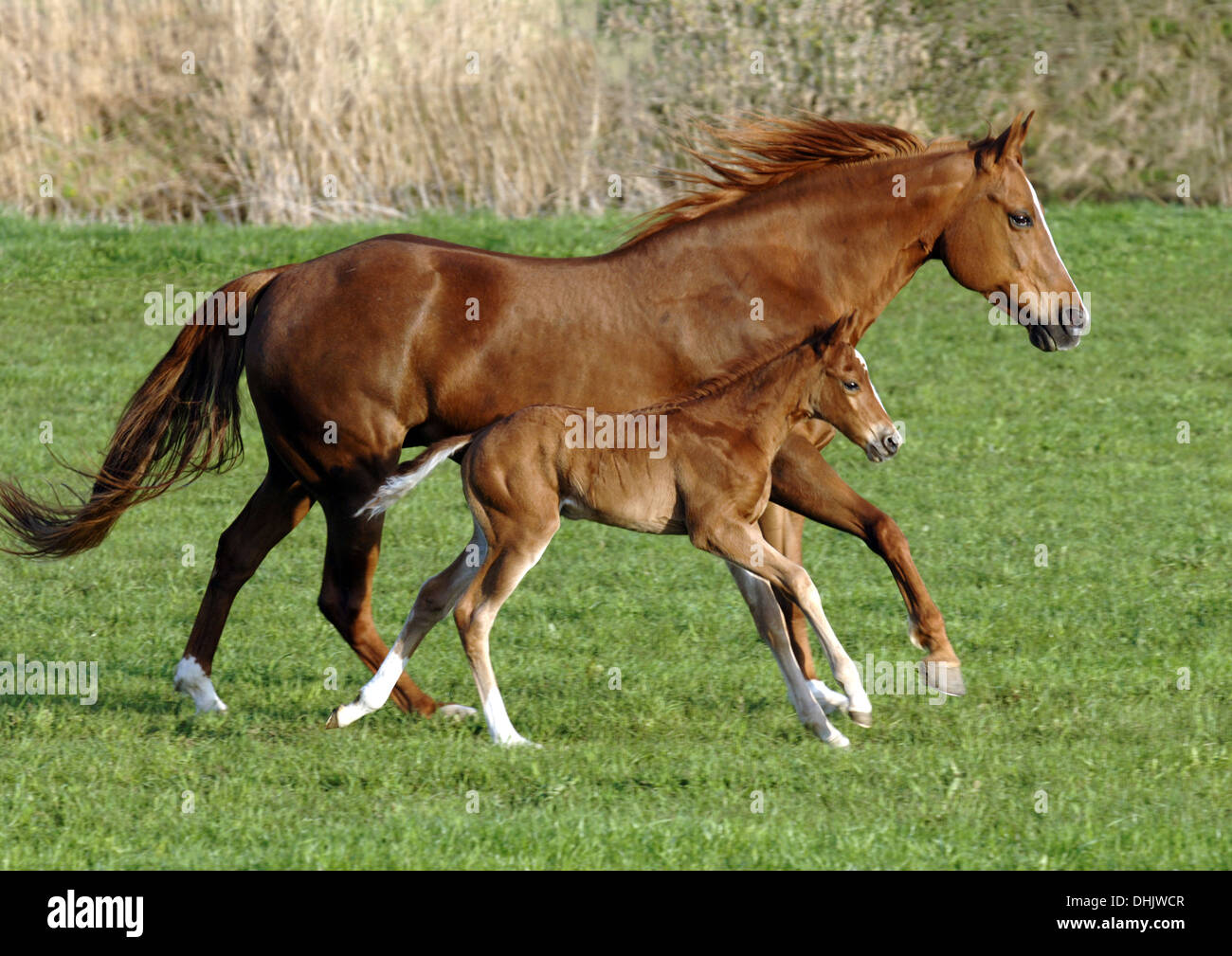 horse with foal in galopp Stock Photo