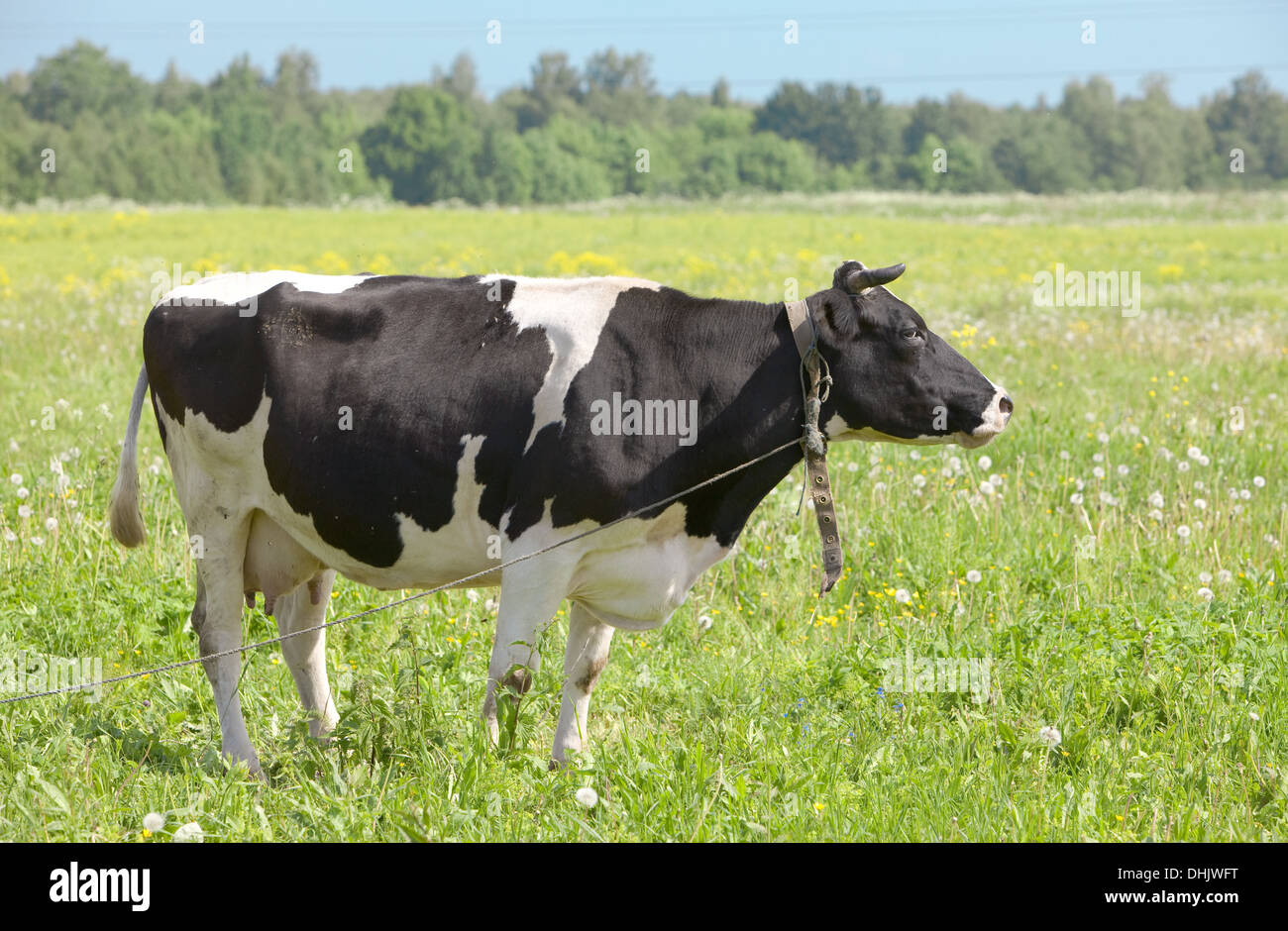 Cow in the meadow solar day Stock Photo - Alamy