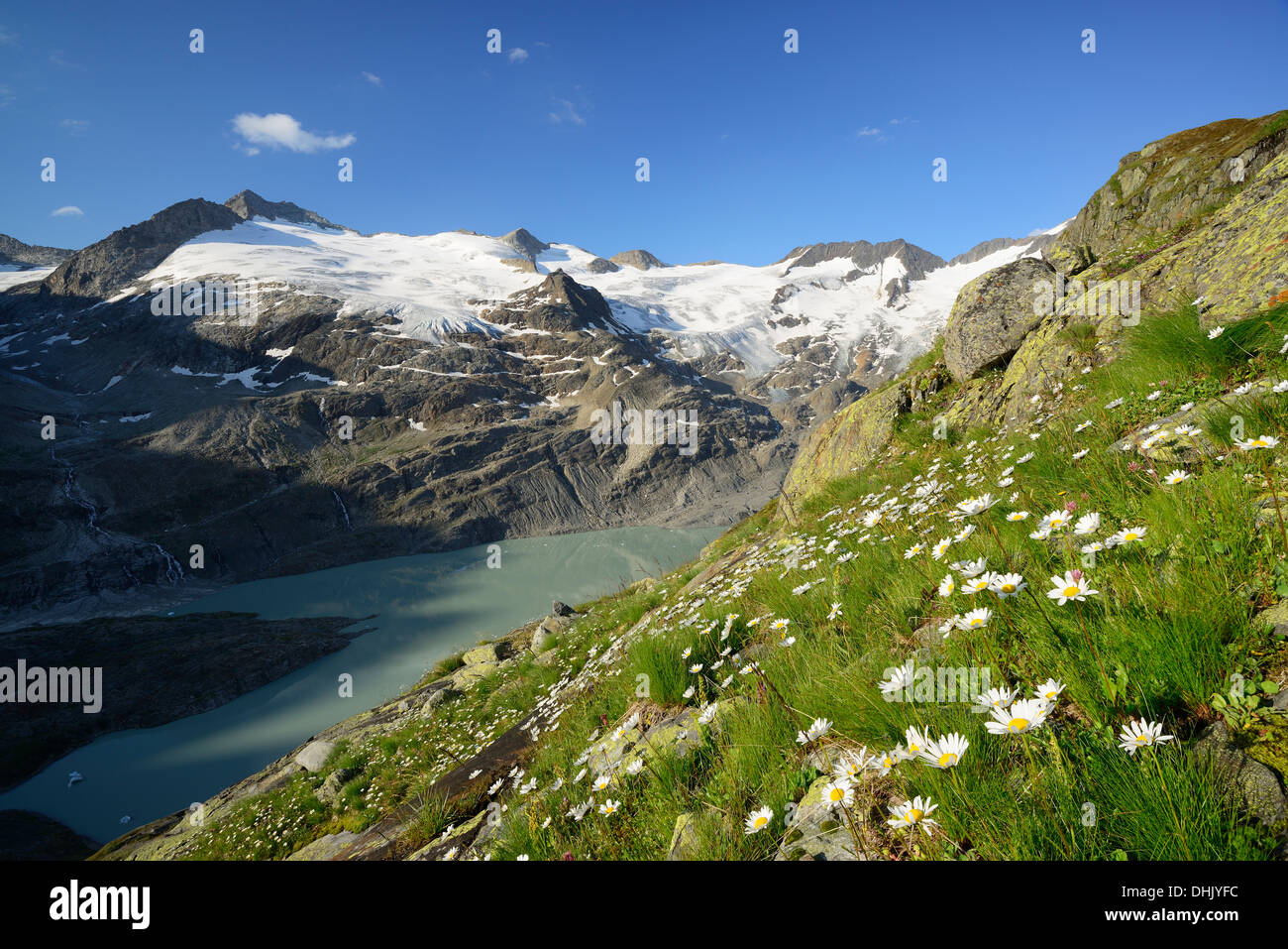 Alpine meadow in front of Gauli glacier and lake Gaulisee, lake Gaulisee, UNESCO World Heritage Site Swiss Alps Jungfrau-Aletsch Stock Photo