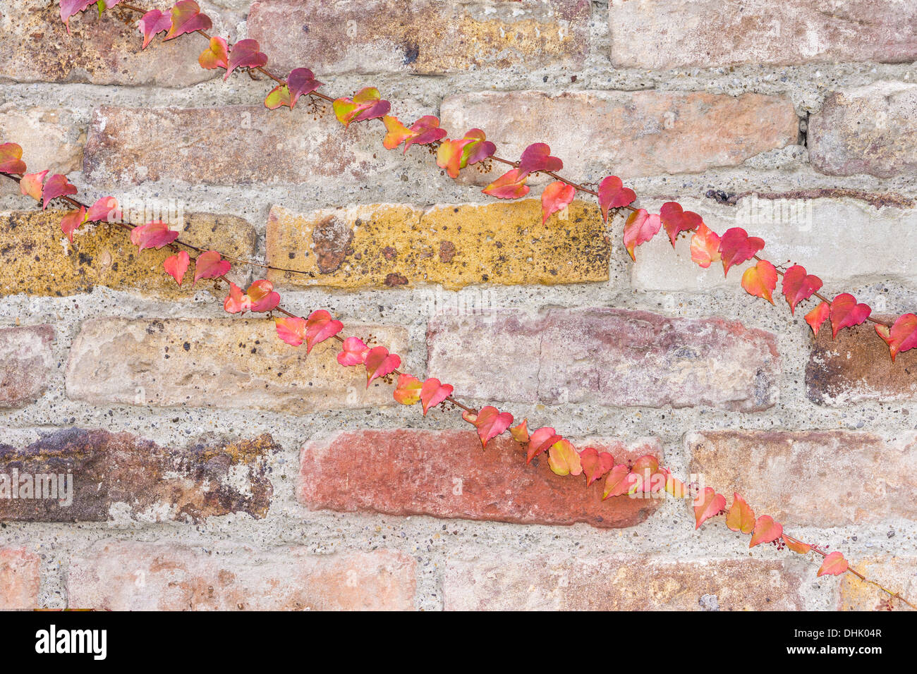 two red, yellow and violet tinged ivy tendrils on an old brick wall Stock Photo