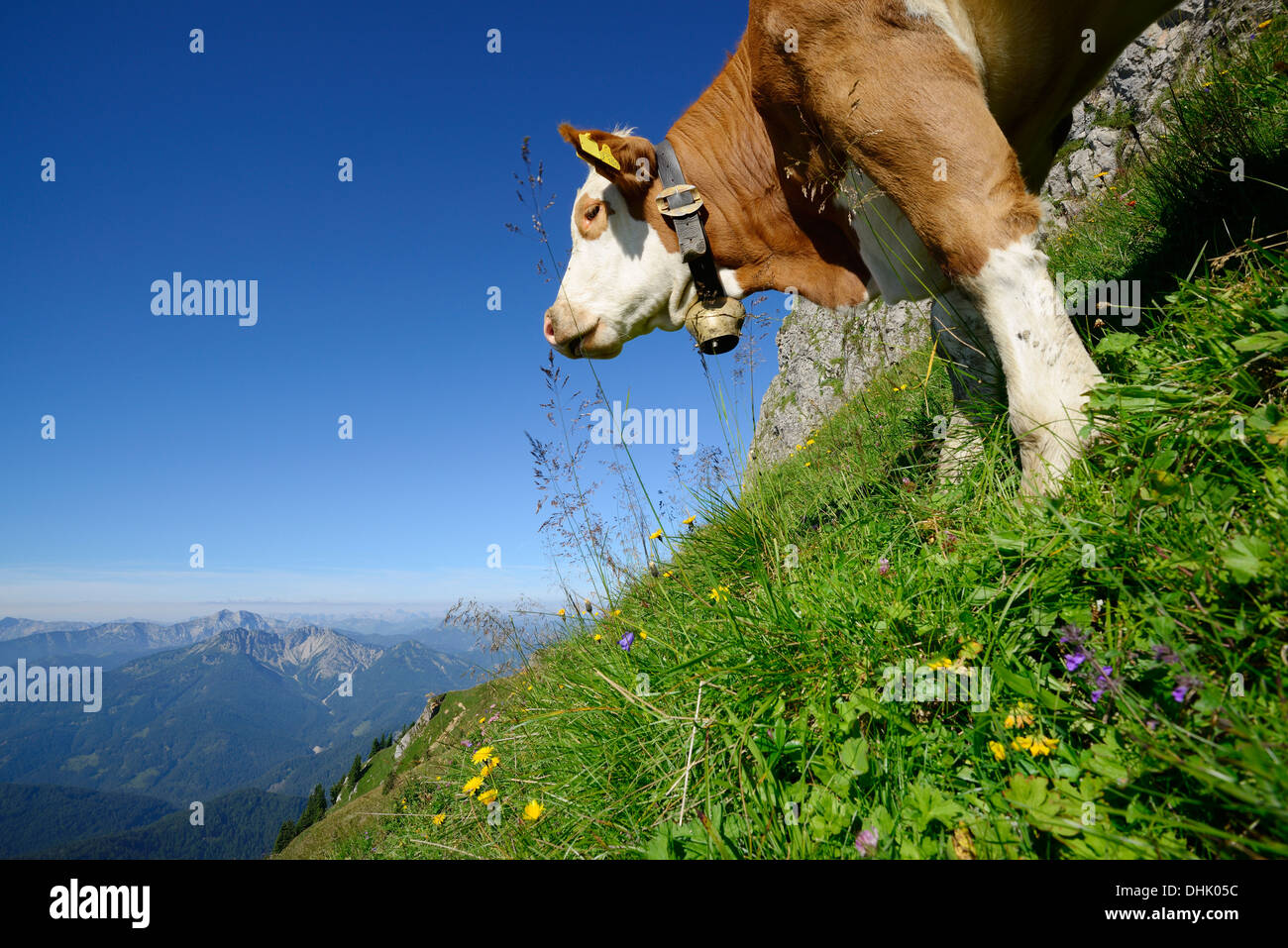 Cow standing on an alpine meadow, Fleckvieh cattle, Rotwand, Spitzing area, Bavarian Alps, Upper Bavaria, Bavaria, Germany Stock Photo