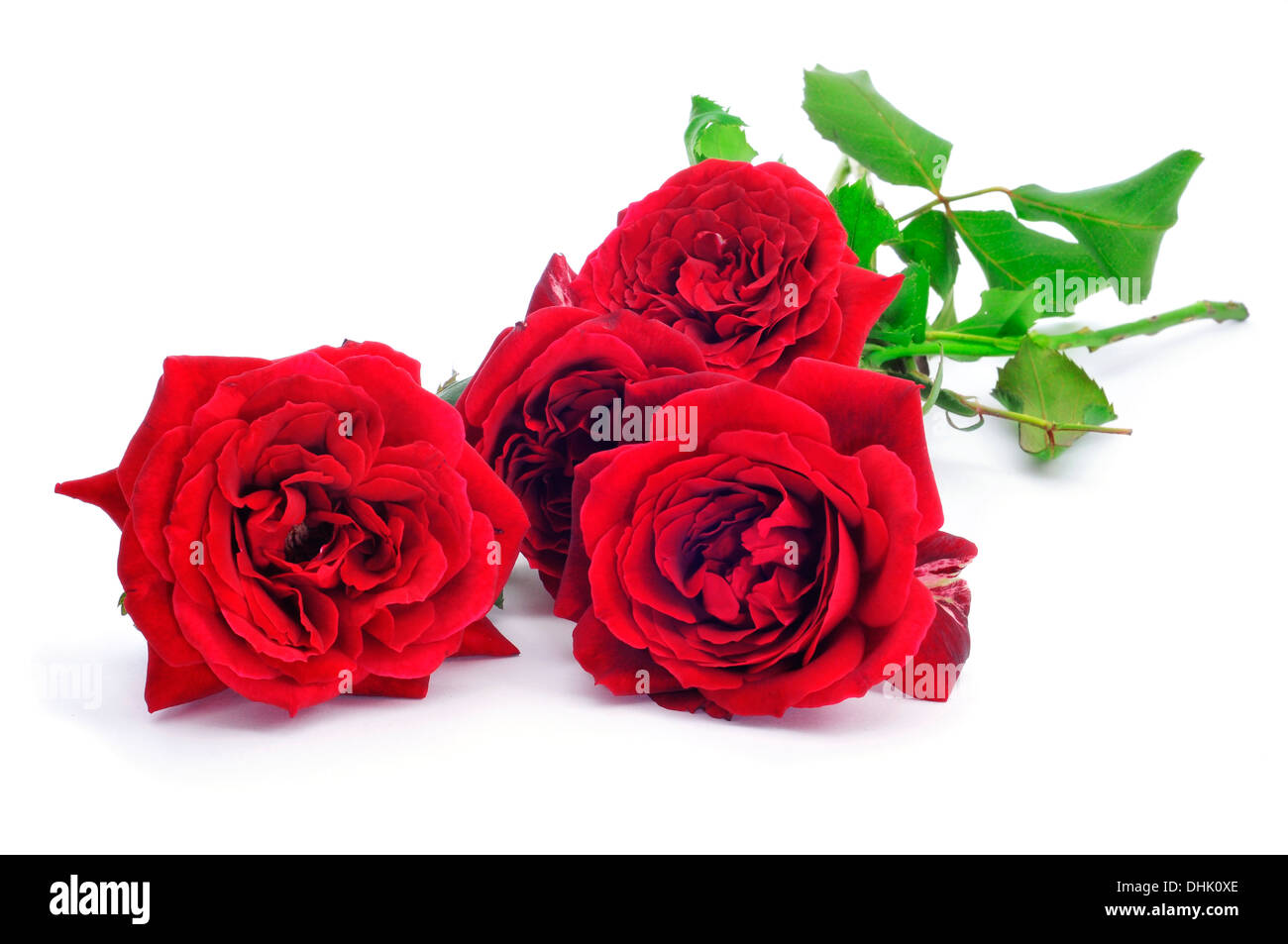 closeup of a some beautiful red roses on a white background Stock Photo ...