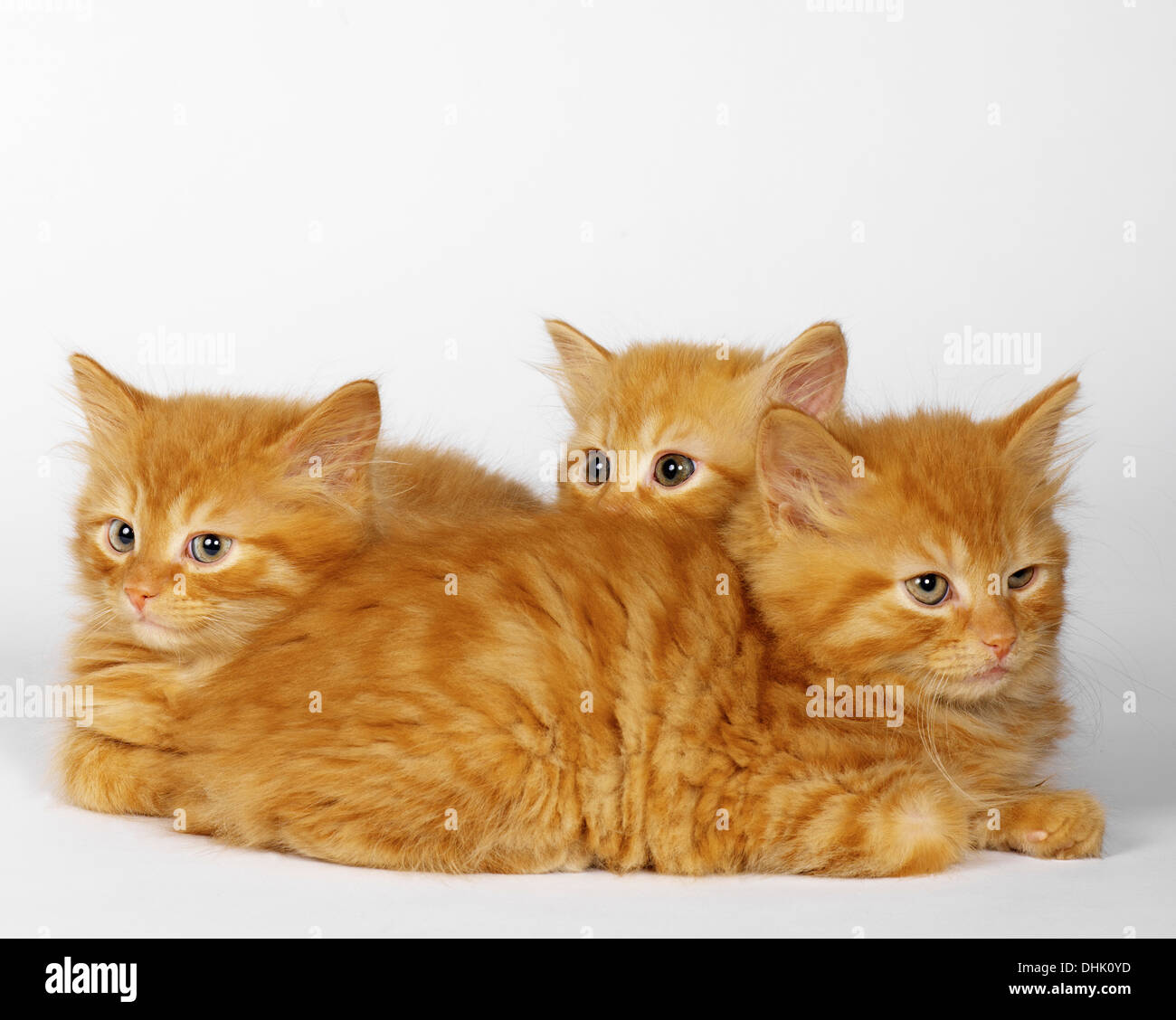 Ginger Kittens Stock Photo