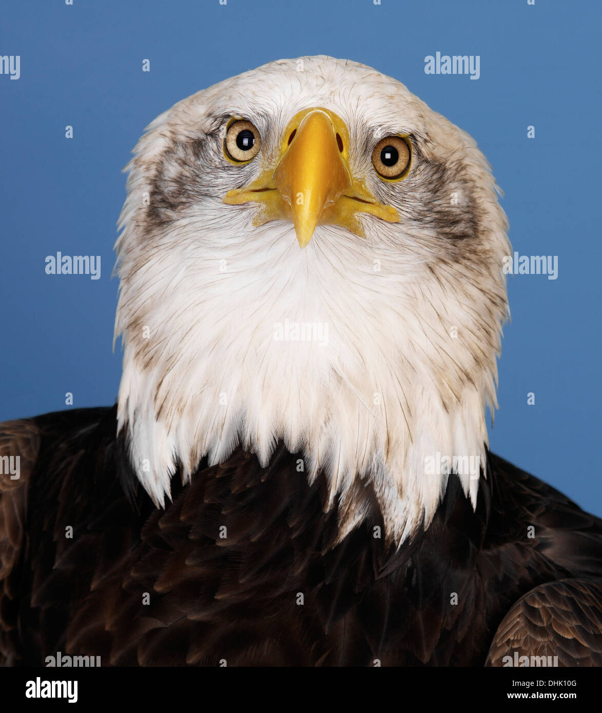 American Bald Eagle Stock Photo