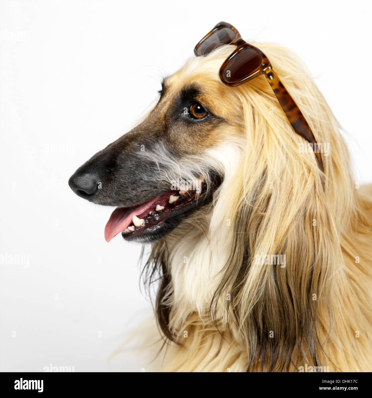 Afghan hound with sunglasses Stock Photo