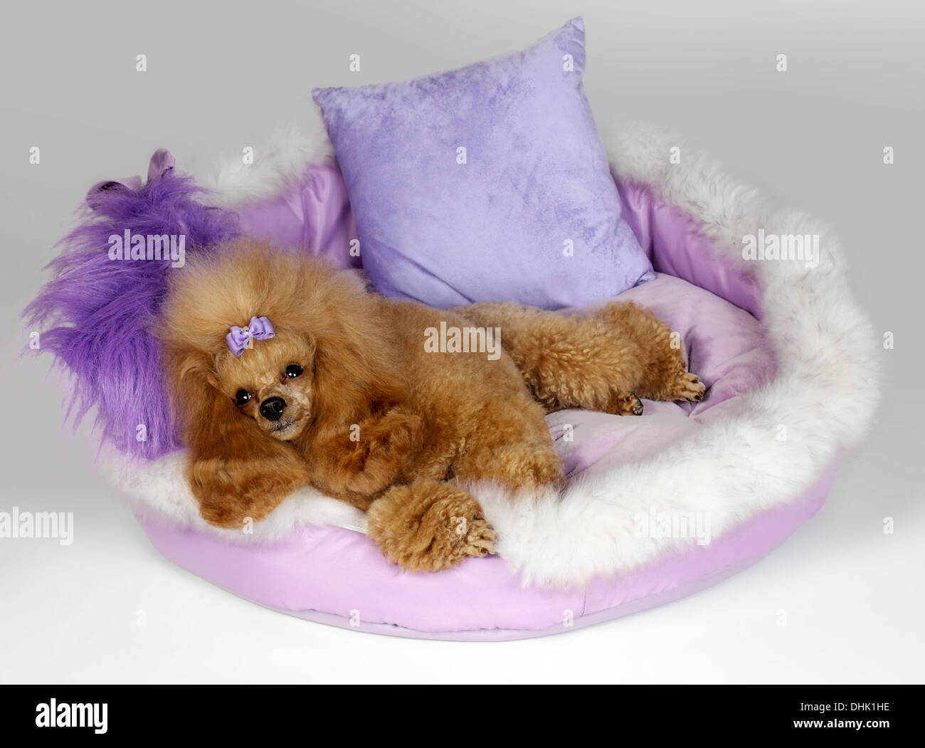 Toy poodle in its bed Stock Photo Alamy
