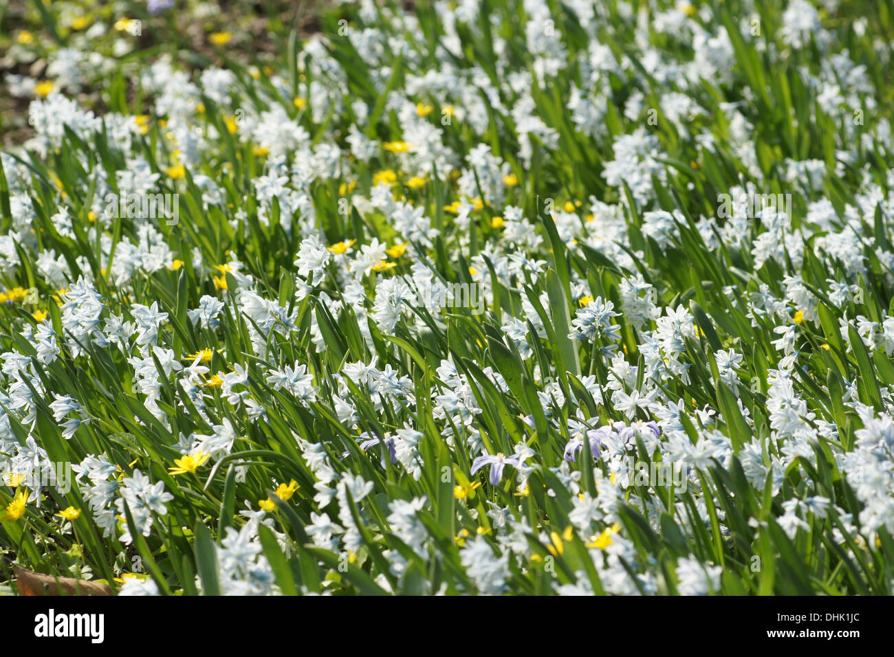 Striped Squills Stock Photo