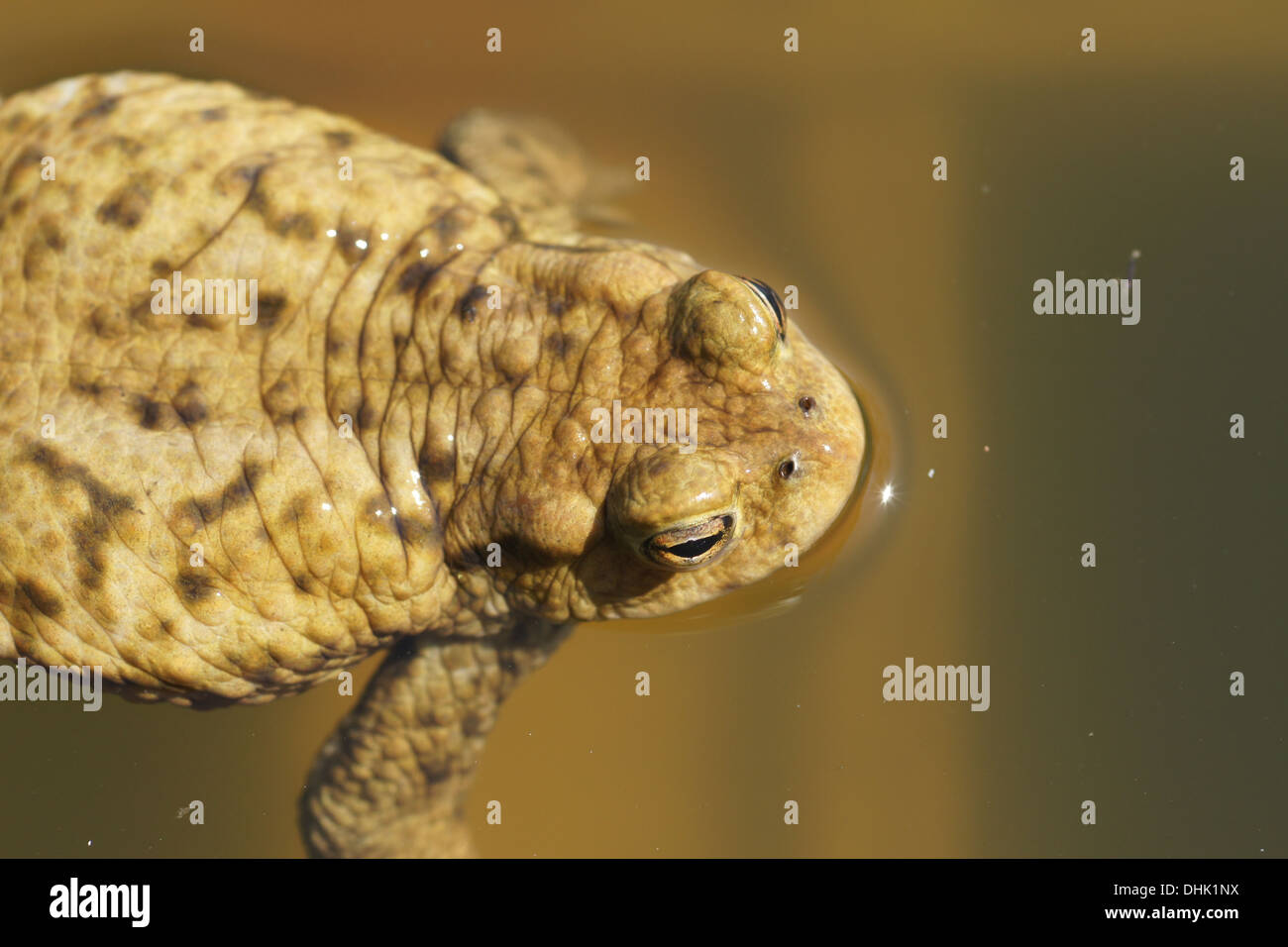 Toad Stock Photo