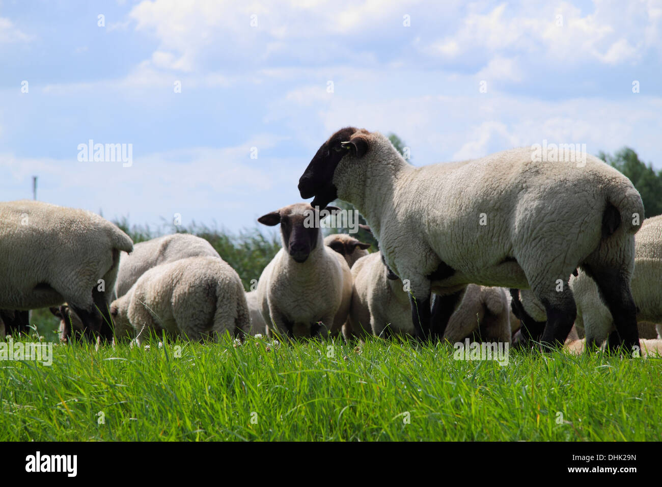 East Friesland sheep Stock Photo