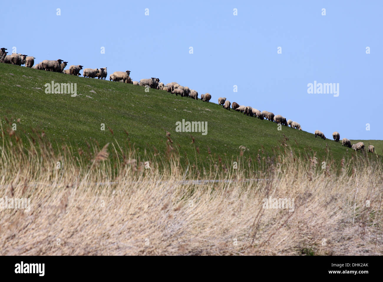 Sheep on the dike Stock Photo