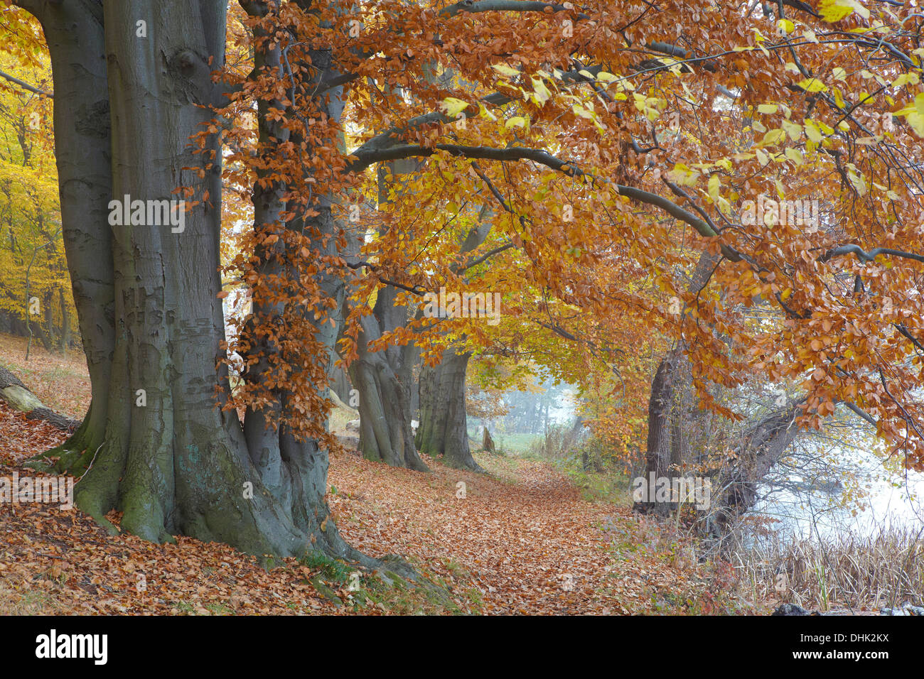 Autumnal old beech trees on the banks of lake Schmaler Luzin, Feldberg Lake District Nature Park, Mecklenburg Western Pomerania, Stock Photo