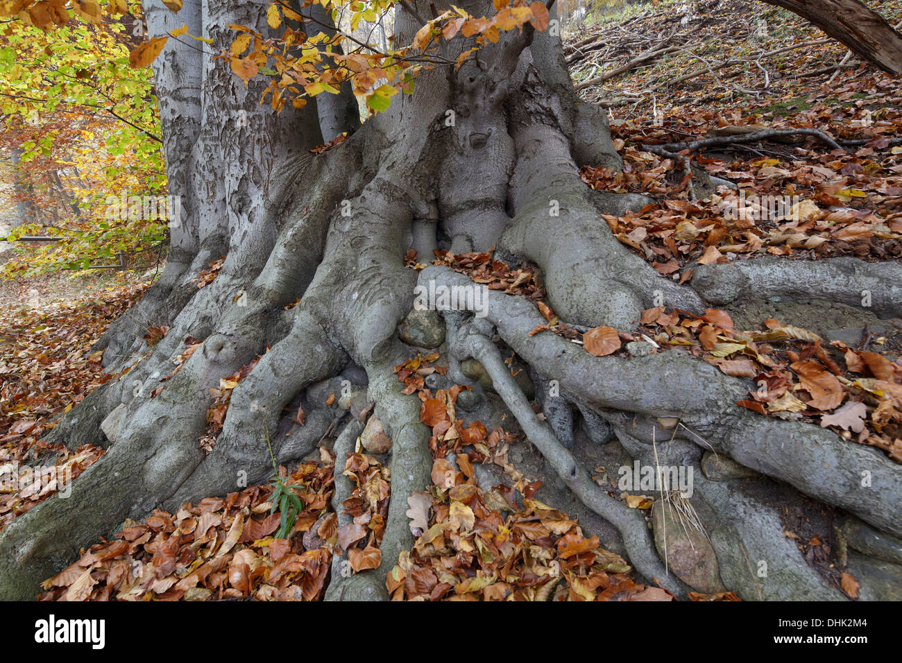 Roots of a beech tree at lake Schmaler Luzin in autumn, Feldberg Lake District Nature Park, Mecklenburg Western Pomerania, Germa Stock Photo