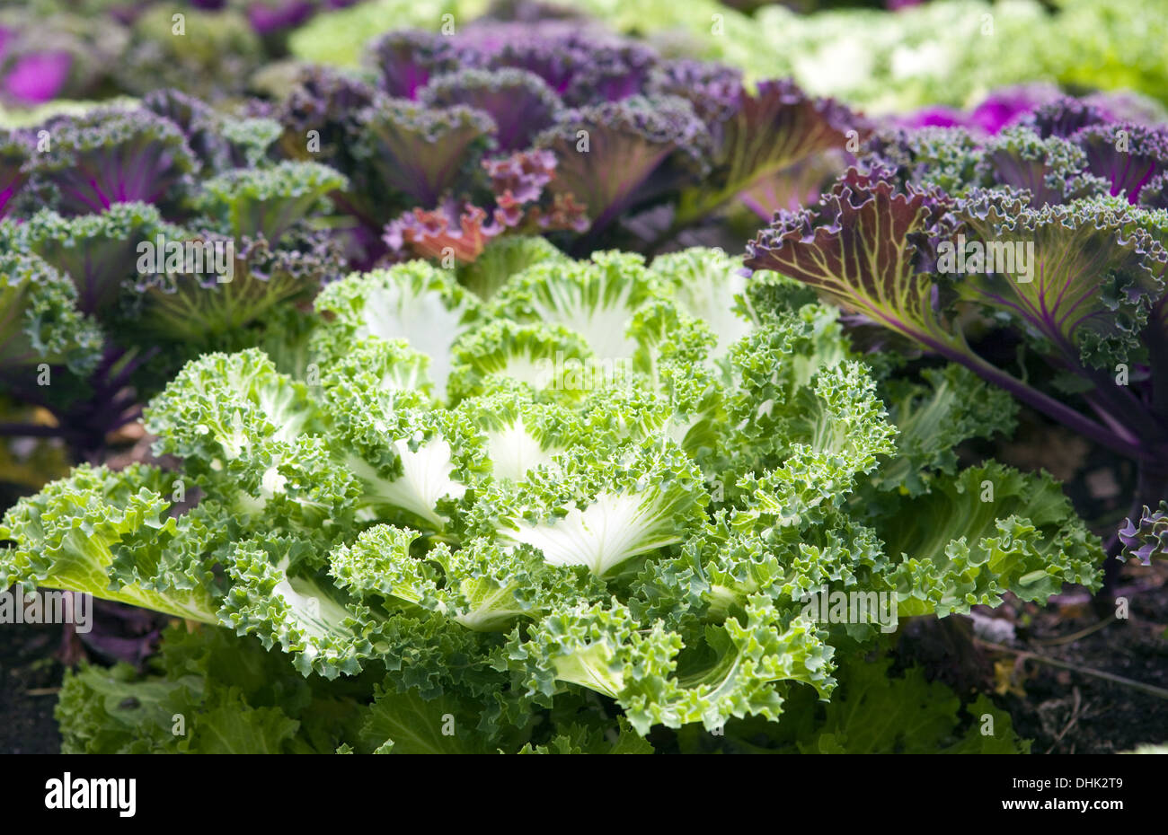 Violet coloured rose hires stock photography and images Alamy