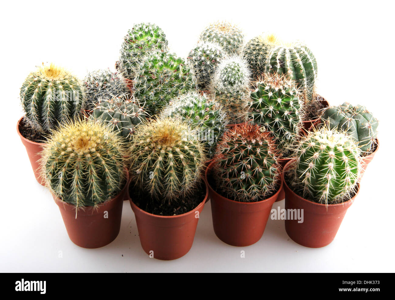 cactus isolated on white background Stock Photo - Alamy