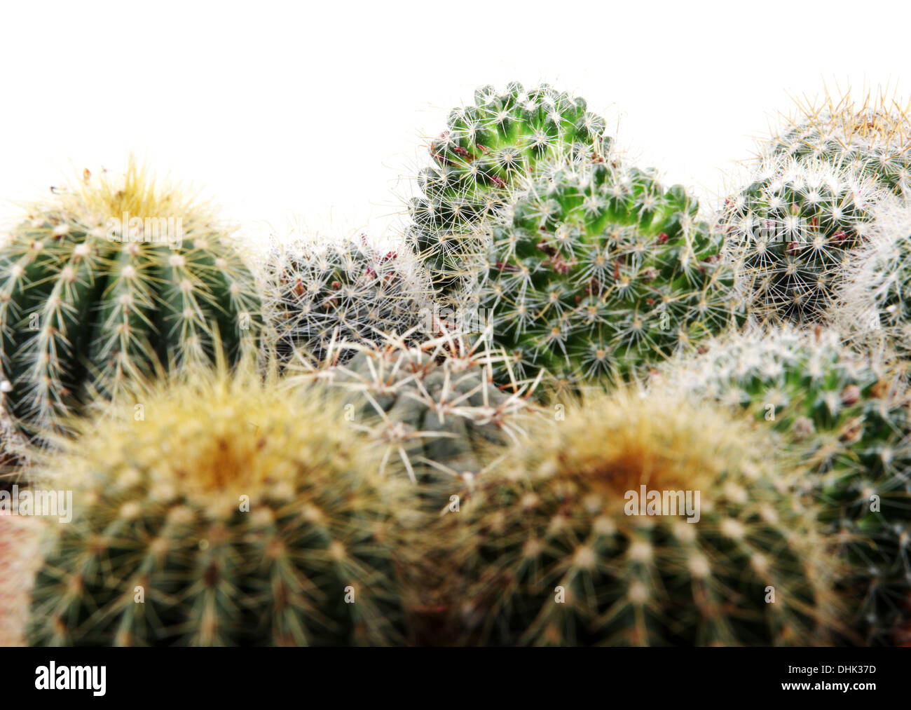 cactus isolated on white background Stock Photo - Alamy