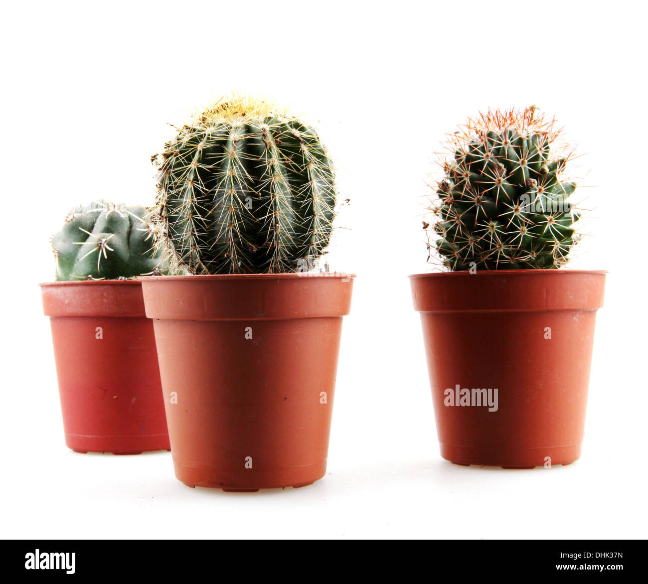 cactus isolated on white background Stock Photo - Alamy