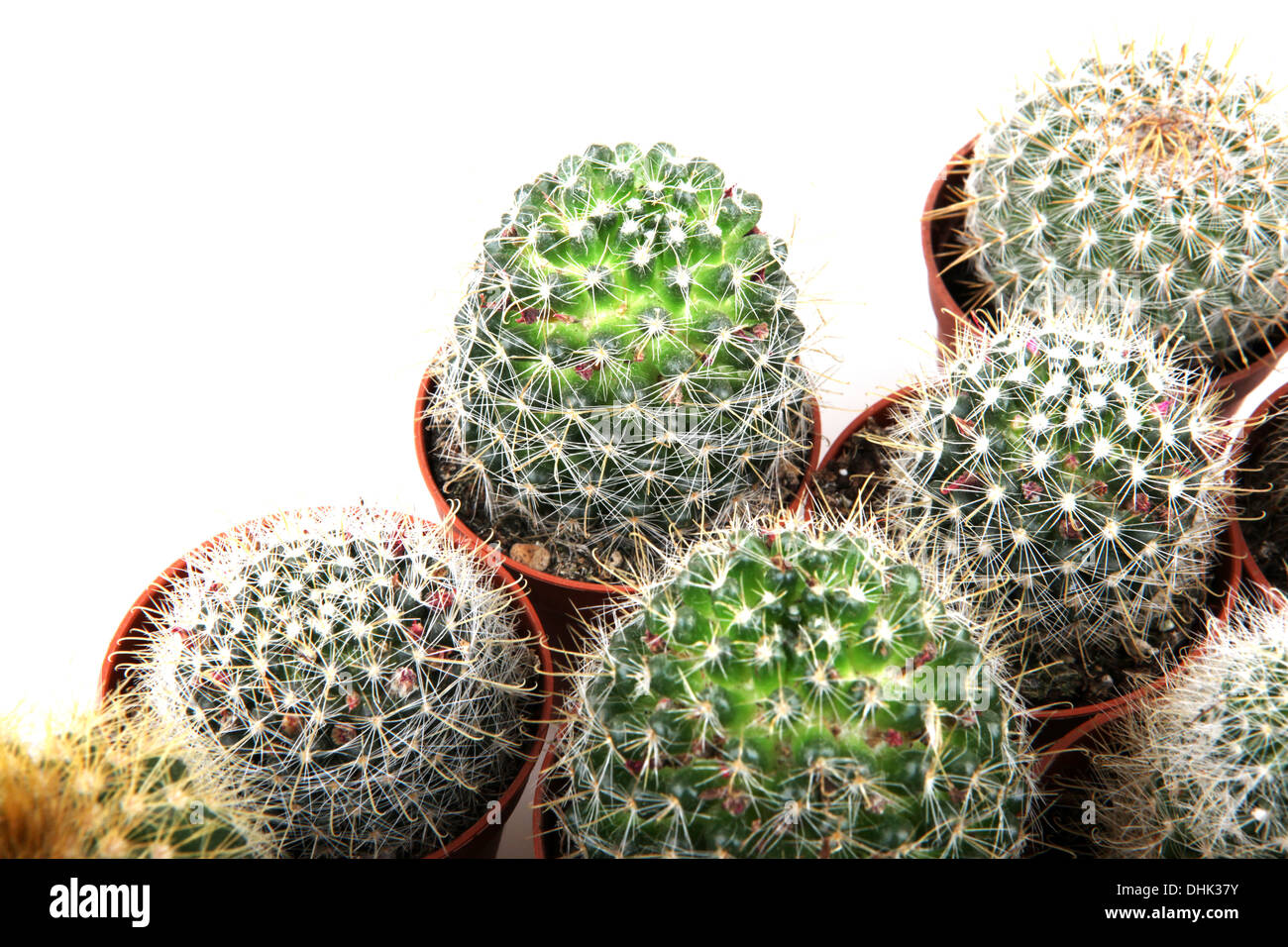cactus isolated on white background Stock Photo - Alamy