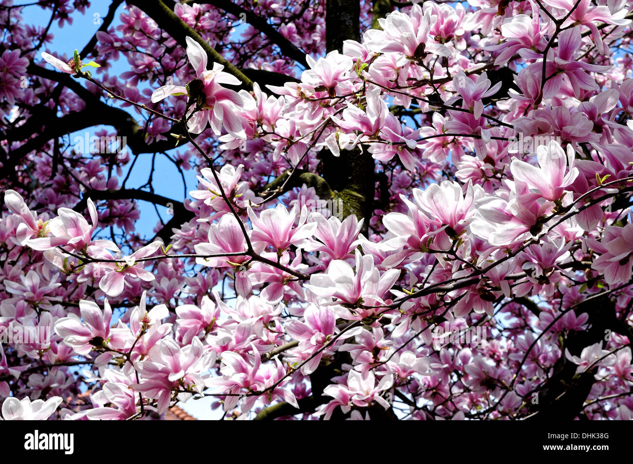 Flowers of the magnolia tree Stock Photo