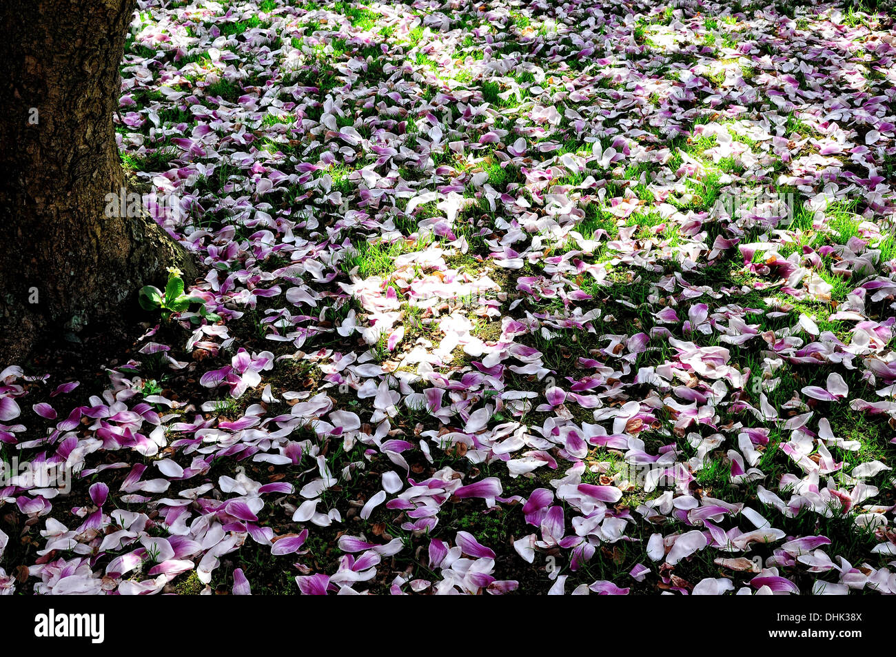 Carpet of flowers under the magnolia tree Stock Photo Alamy