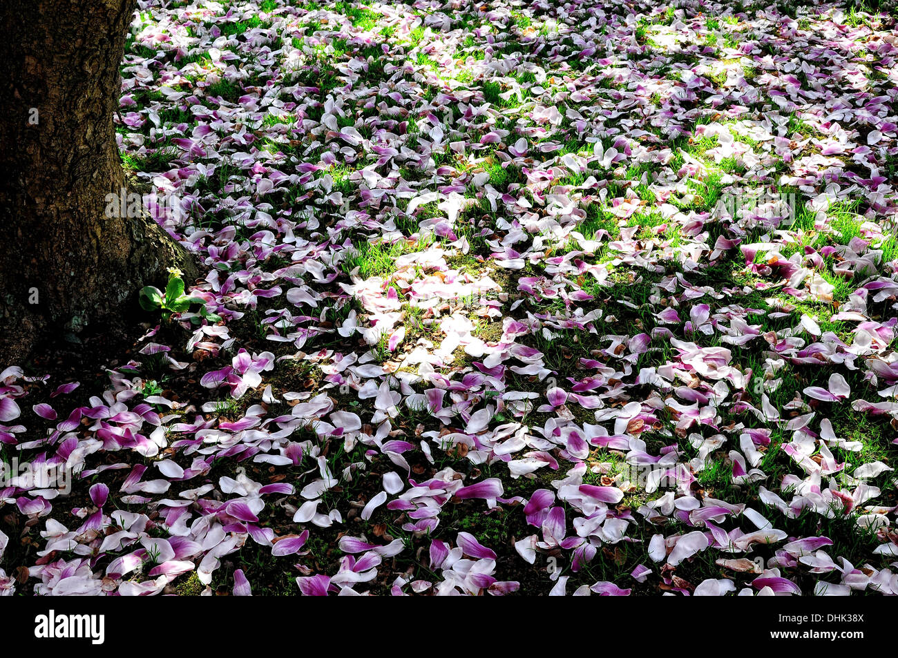 Carpet of flowers under the magnolia tree Stock Photo