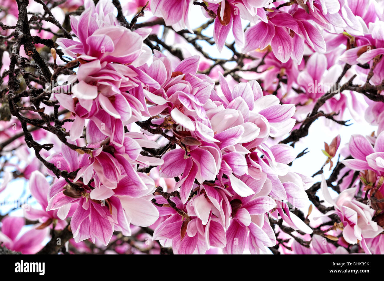 Flowers of magnolia Stock Photo