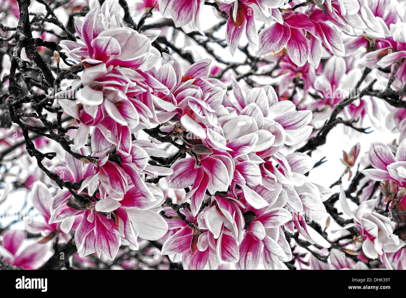 Flowers from Magnolia tree Stock Photo