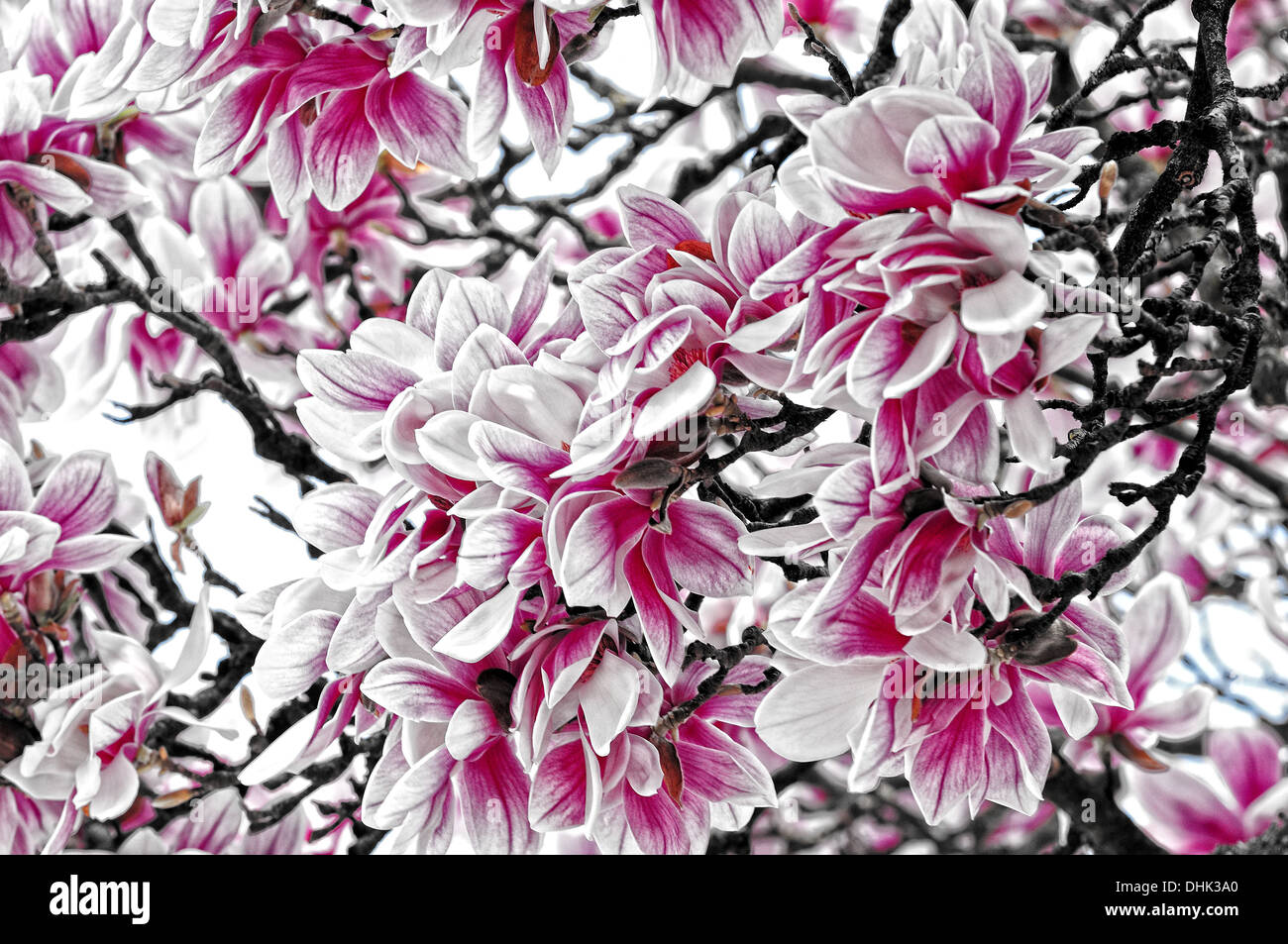 Blossom dream of magnolia Stock Photo