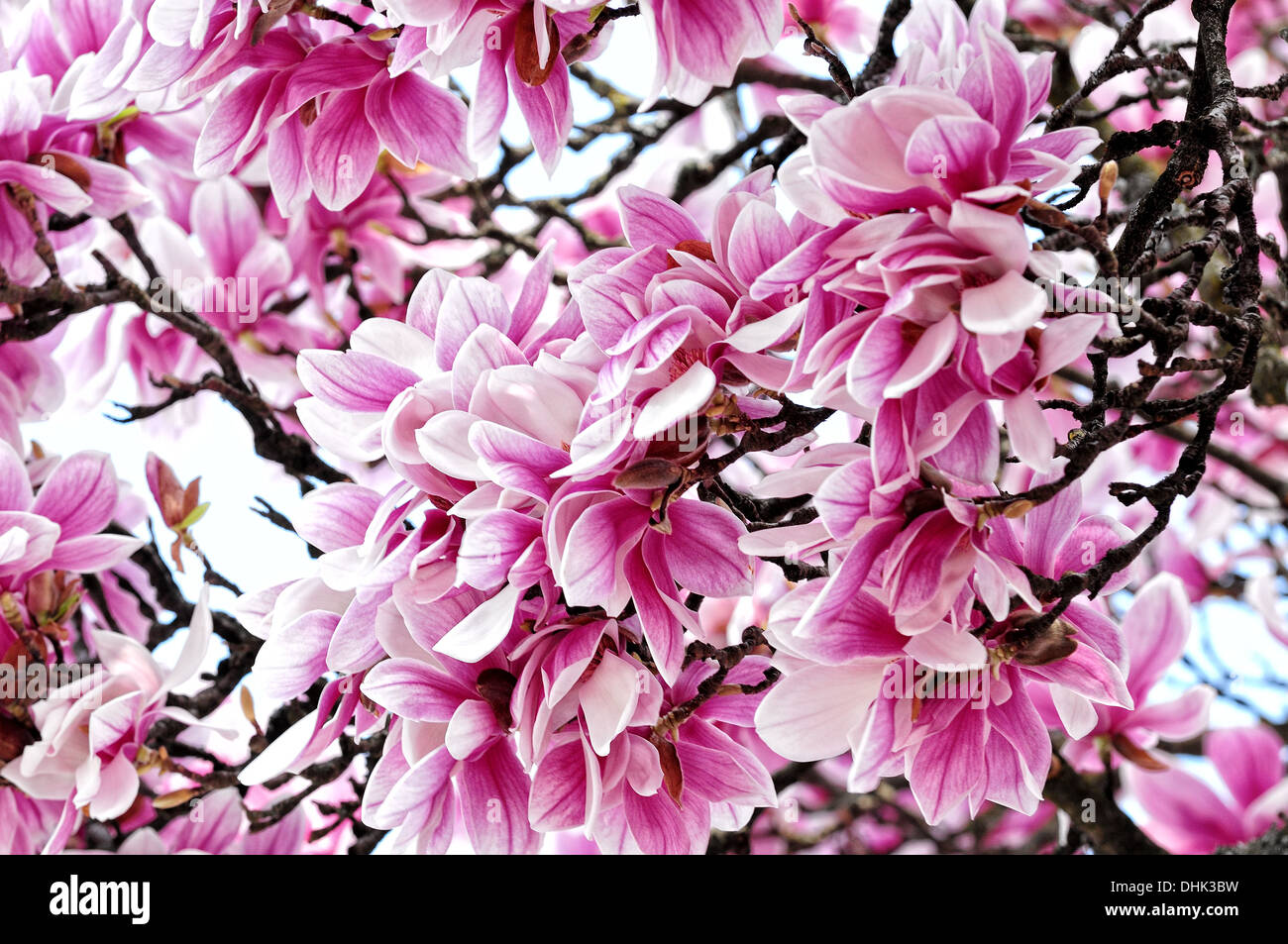 magnolia blossoms Stock Photo
