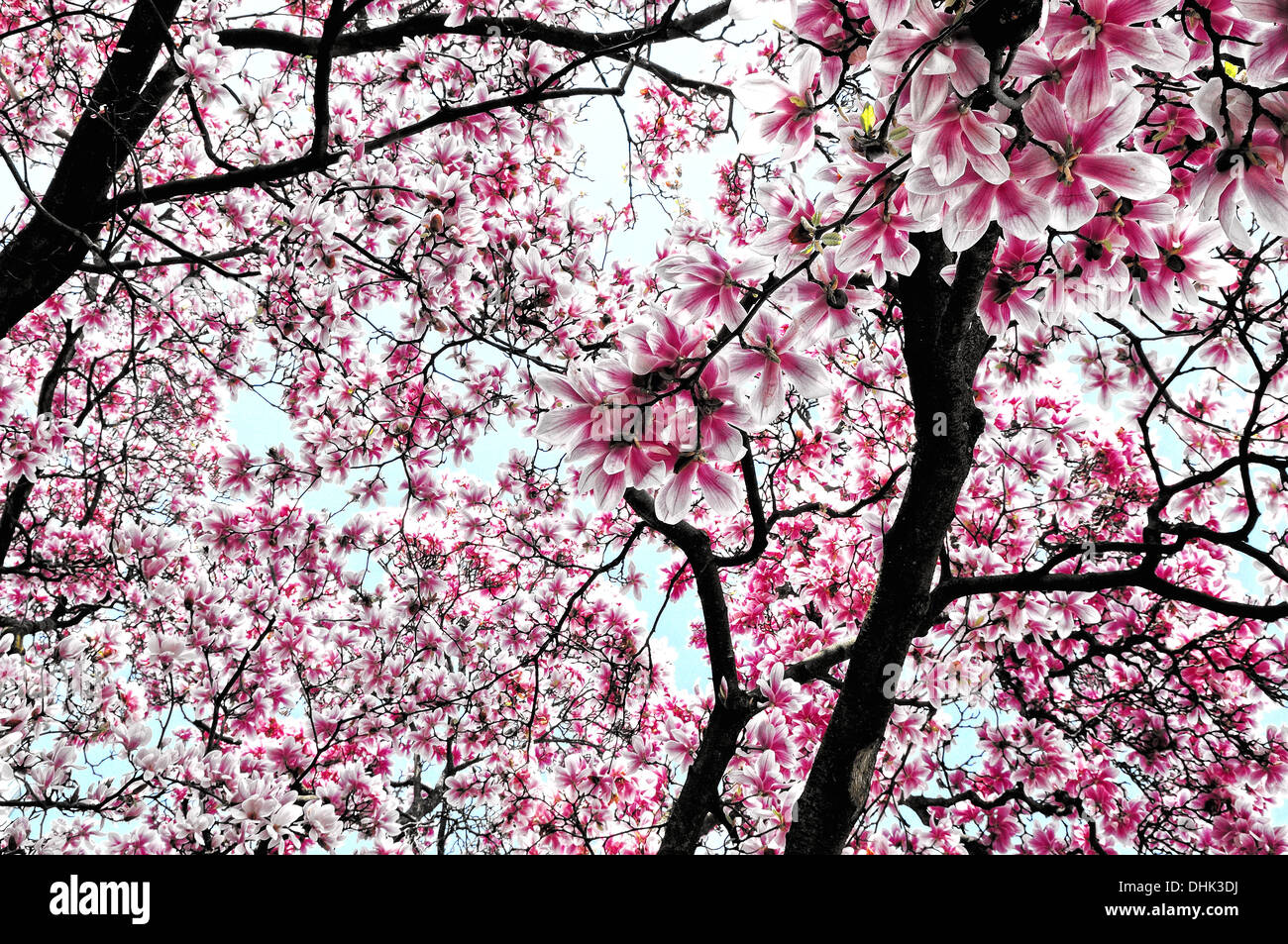 dream of pink magnolia blossoms Stock Photo