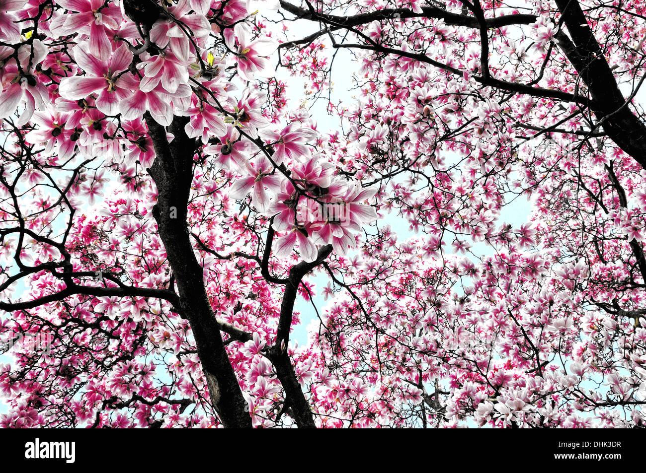 Dream of magnolia blossoms Stock Photo