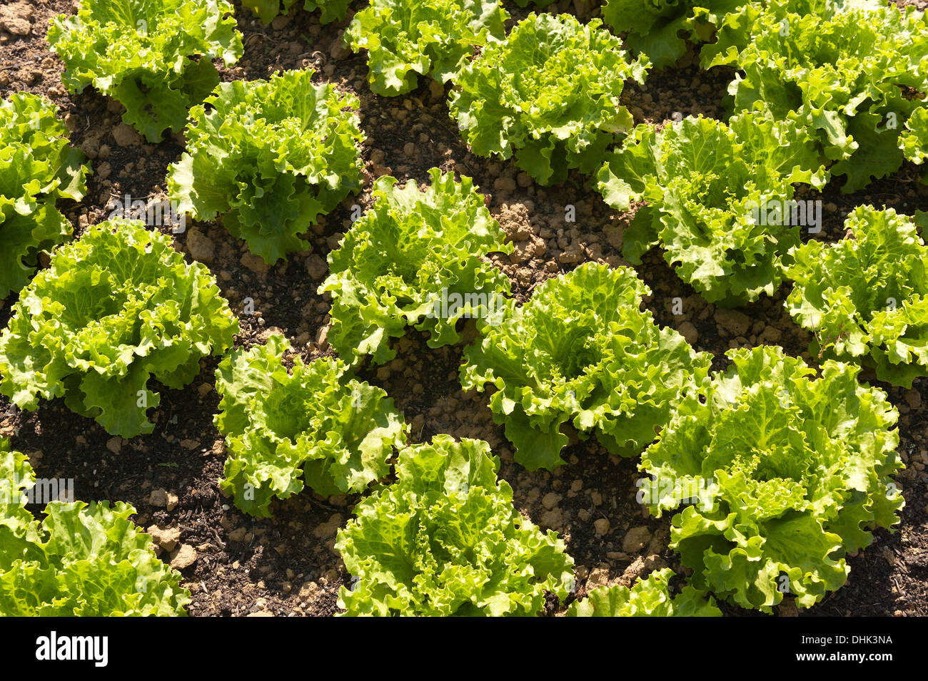 Rows of organically grown iceberg lettuce, Lactuca spp, source of