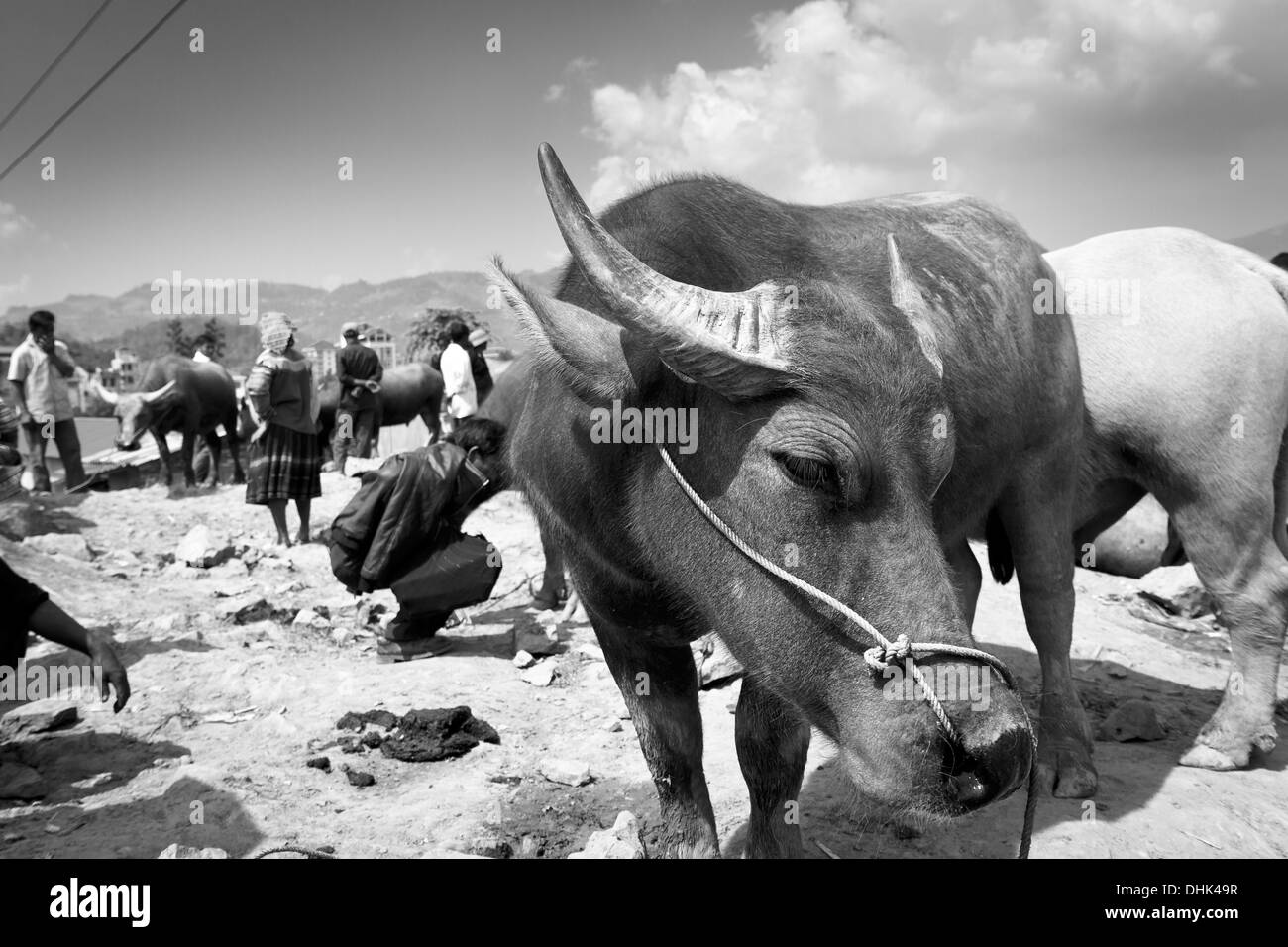 A very docile water buffalo being offered for sale at the Bac Ha Sunday market. Stock Photo