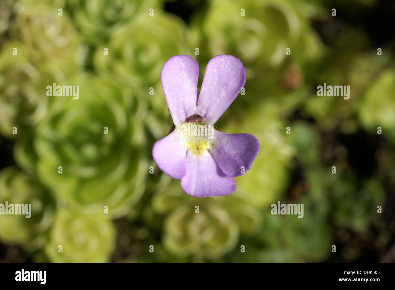 Butterwort hires stock photography and images Alamy