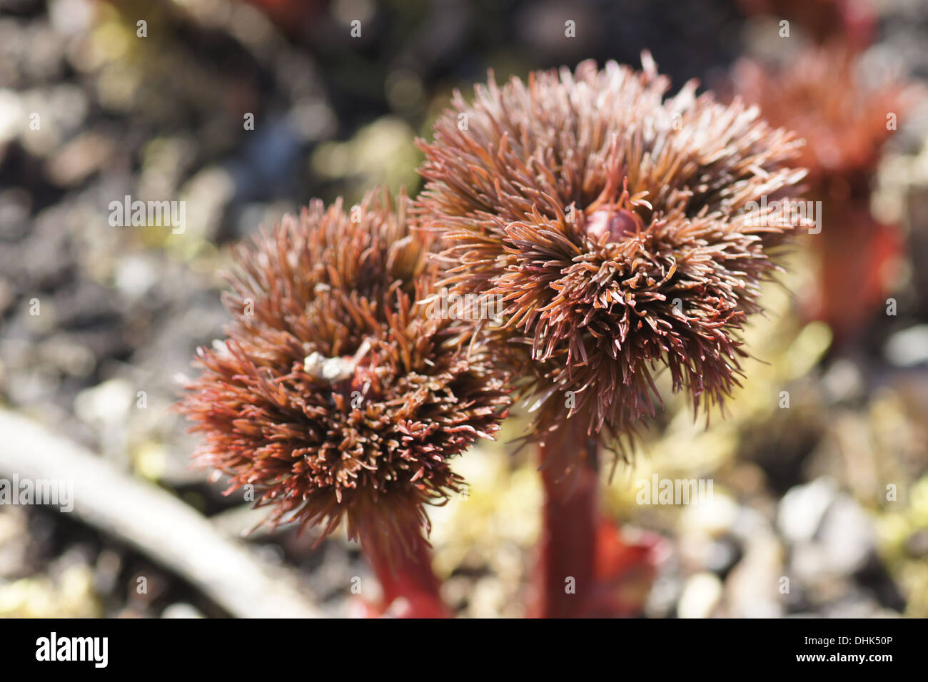 Fern Leaf Peony Stock Photo - Alamy