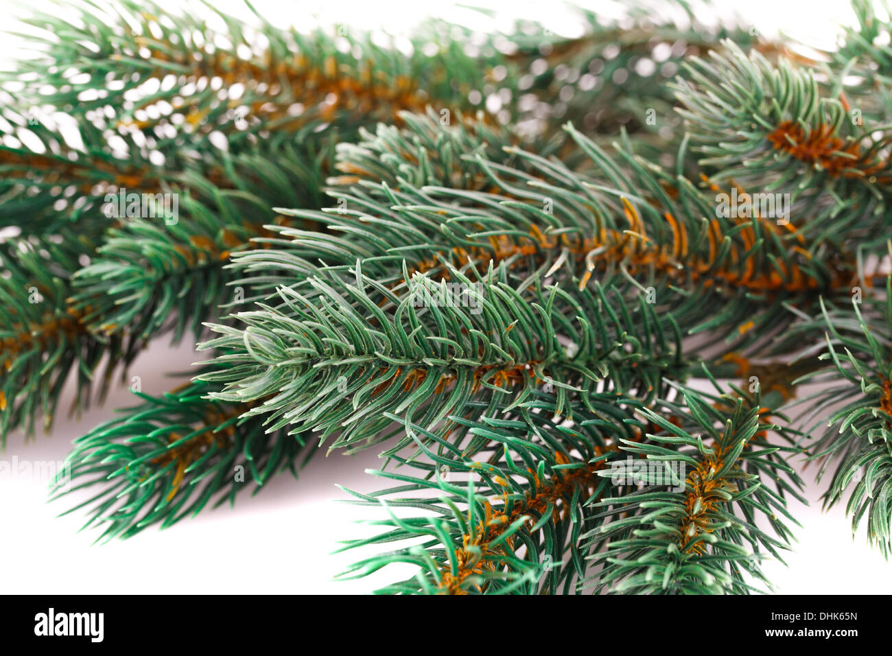 Christmas tree branch isolated on white background Stock Photo - Alamy