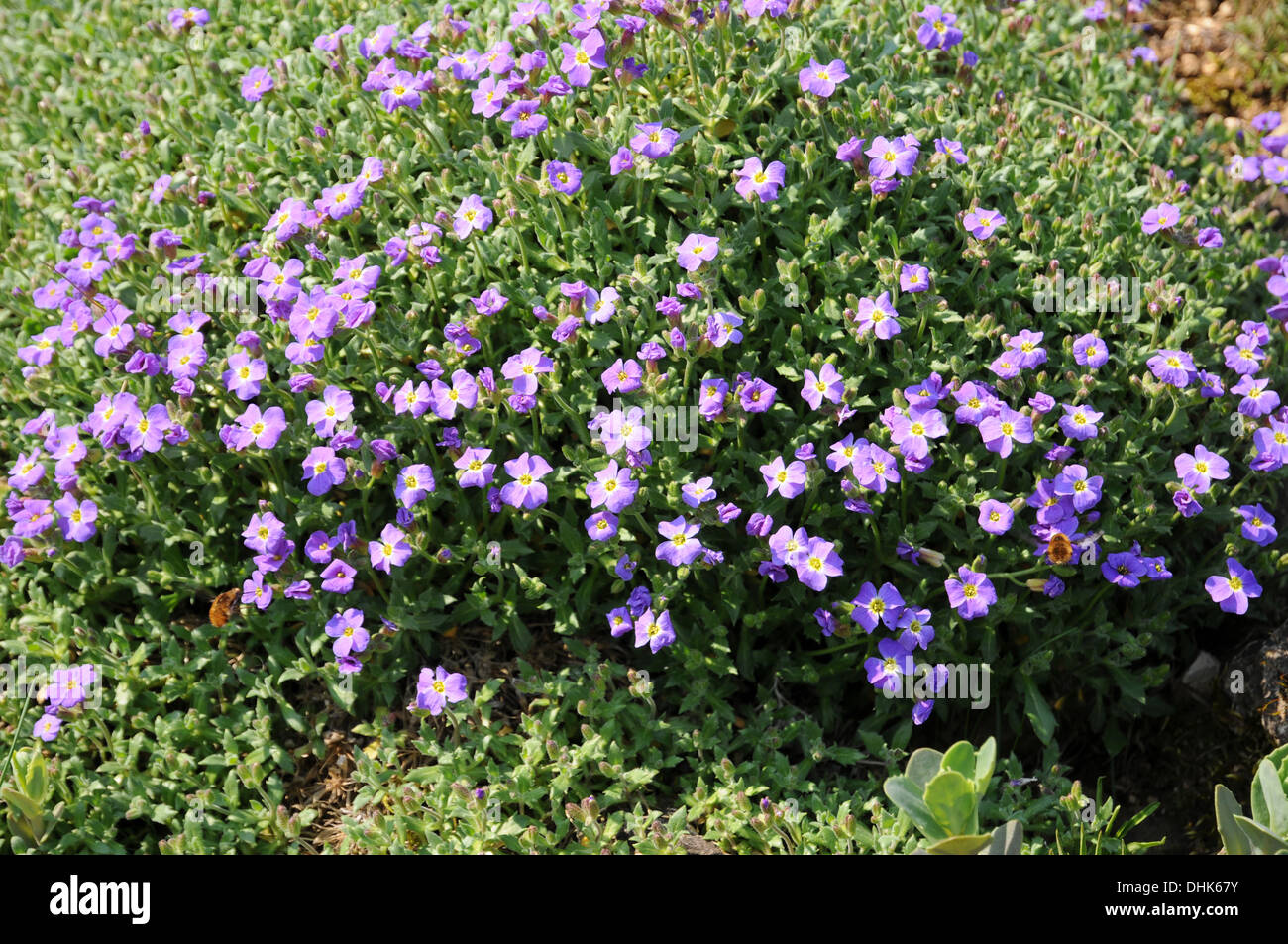 Blaubissen Aubrieta Pflanze Blume Blau Staude Steingarten -Fotos Und -Bildmaterial In Hoher