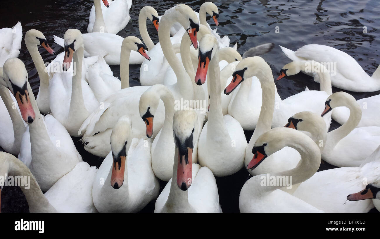 Group of swans Holyrood Park Edinburgh Scotland Stock Photo