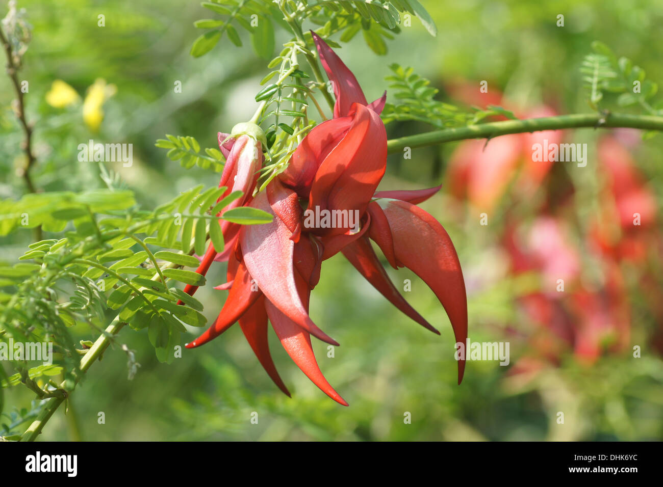 Parrots beak clianthus puniceus hires stock photography and images Alamy