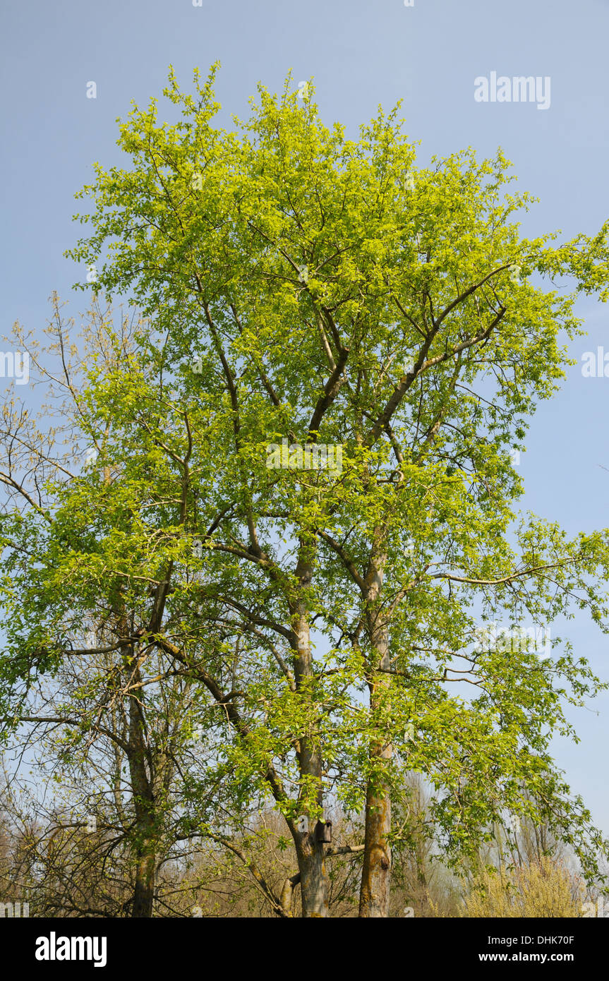 Korean poplar Stock Photo Alamy