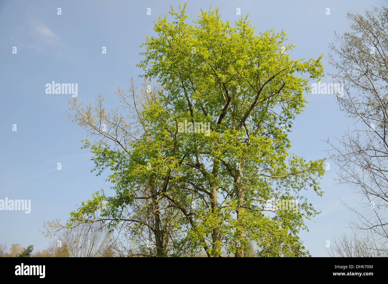 Korean poplar Stock Photo Alamy