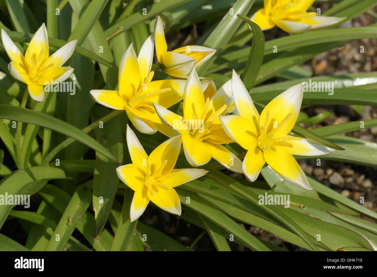 Late tulip Stock Photo