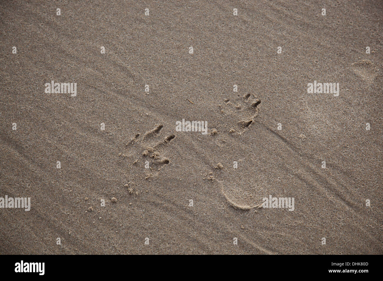 Otter tracks hi-res stock photography and images - Alamy