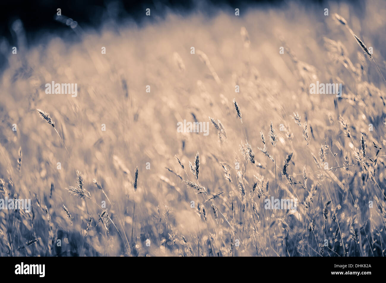 A field of long grass with the seeds in a sepia monochrome look Stock Photo