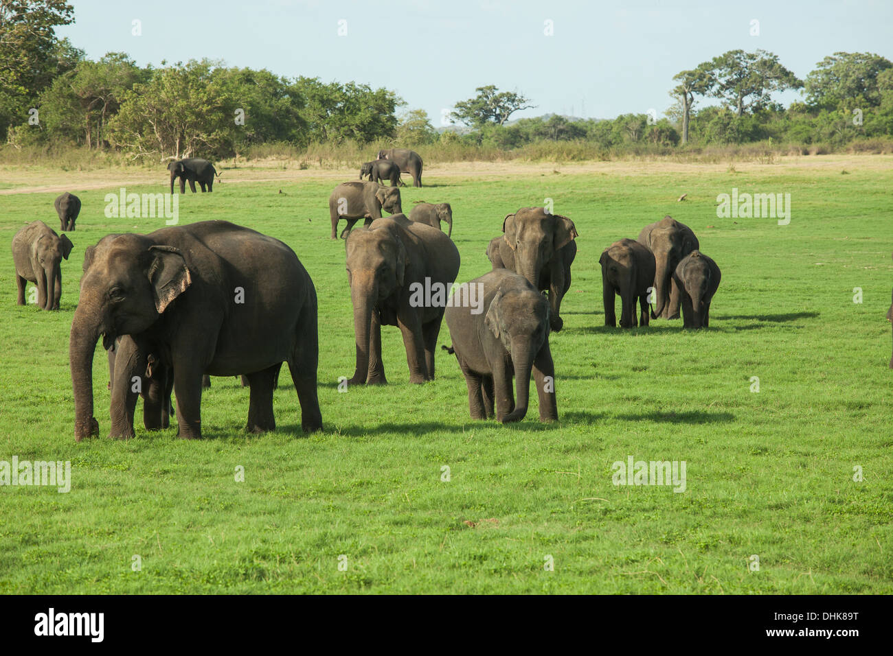 A herd of Sri Lankan elephants in the Minneriya National Park, Sri Lanka Stock Photo