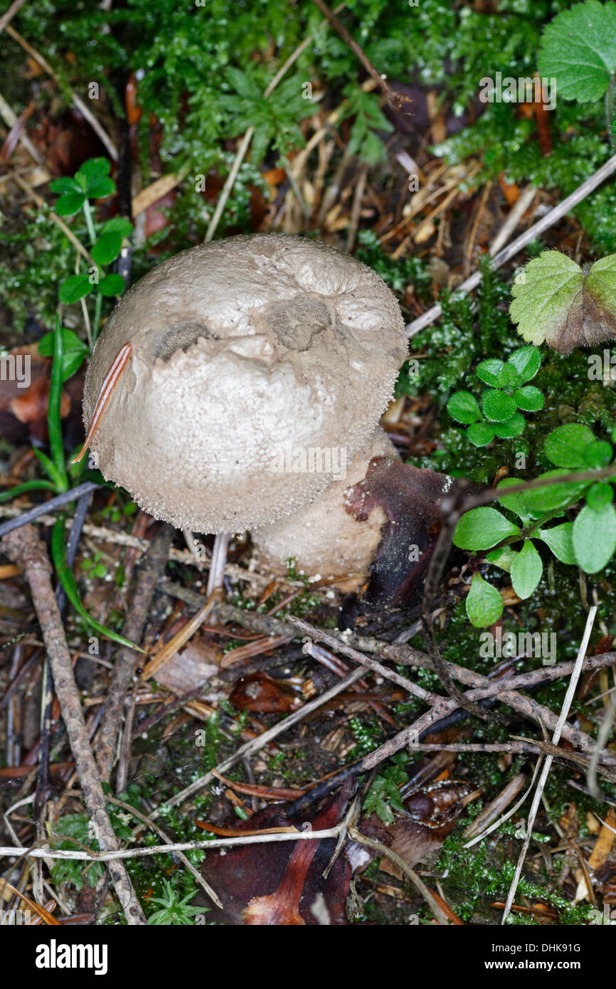 Common Puffball. Esclatabufa. Lycoperdon perlatum. Mushroom Stock Photo