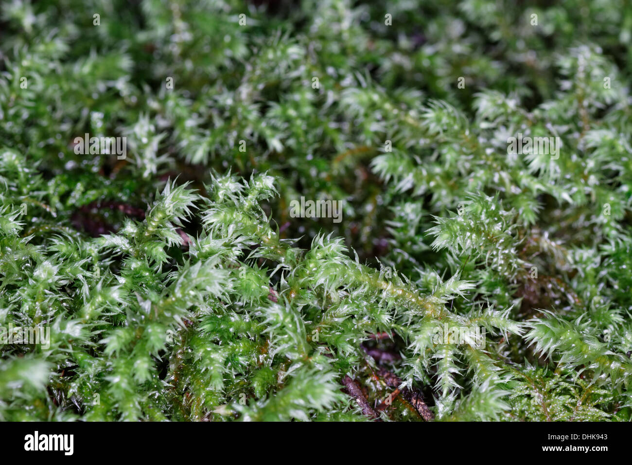 Polytrichum formosum, Chamrousse, Alps, France Stock Photo